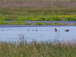 WS View of Marsh with birds / Werribee, Victoria, Australia Stock Footage
