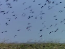 MS PAN Flock of whistling ducks flying over wetlands / Palo Verde, Guanacaste, Costa Rica Stock Footage
