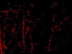 POLYMORPHIC SENSE : near the limit, red-black (LOOP) Stock Footage
