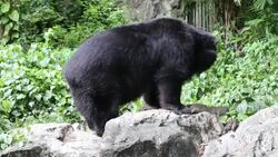 HD:Bear Dance Stock Footage