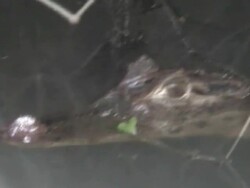 Caiman in the dark side Stock Footage