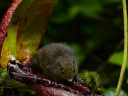 Mountain Tree shrew feeding out of pitcher plant, runs away Stock Footage