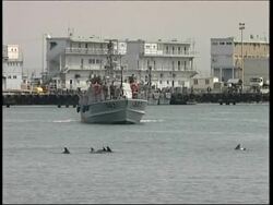 Some 45 dolphins swim into port of Haifa News Clip