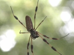 Spider 5 Stock Footage