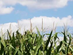HD: Corn field Stock Footage
