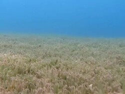 MS POV Sea grass and garden eels / Caribbean, Dominica Stock Footage