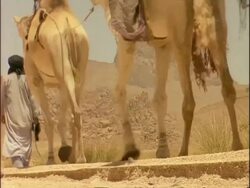 MS Low angle shot of legs of Arab man guiding camels along desert track, Algeria, Africa Stock Footage
