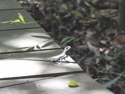 Chameleon. Stock Footage