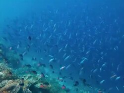 School of fusiliers on Maldives. Stock Footage