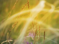 Sunny Grass Stock Footage