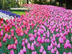 MS Shot of pink color tulip fields at Keukenhof Gardens / Lisse, South Holland, Netherlands Stock Footage