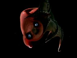 Vampire squid (Vampyroteuthis diabolus) Stock Footage
