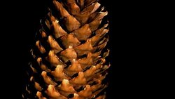 Fir Cone Stock Footage