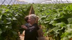 Female farm workers pick strawberries from raised beds in modern farming poly tunnel. Stock Footage