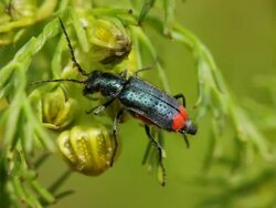 Beetle Stock Footage