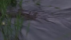 A crocodile slithers onto a grassy riverbank. Stock Footage