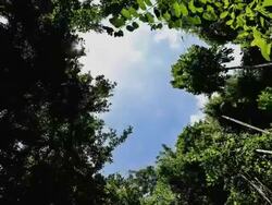 Clouds moving in the sky above forest Stock Footage