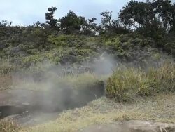 MS Shot of steam rising from steam vents and blowing over ferns and trees at Volcanoes National Park / Volcano, Hawall, Big Island, United States Stock Footage