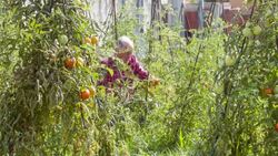 Senior man picking tomatoes in his allotment Stock Footage