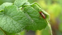 Colorado potato beetle hiding in the green leaves Stock Footage