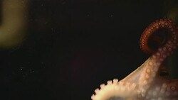 Octopus in the Dark Stock Footage