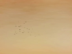 Birds Flying On Orange Sky Stock Footage