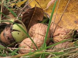 Walnuts / Saarburg, Rhineland-Palatinate, Germany Stock Footage