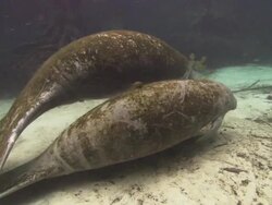 Manatees being cleaned by fish, Florida, North Atlantic Ocean  Stock Footage