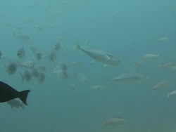Jack Fish Stock Footage
