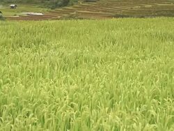 terraced rice field in Tule Village Stock Footage