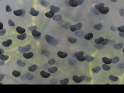 T/L frogspawn develops into tadpoles, close up, UK Stock Footage