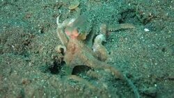 Octopus running to the hole Stock Footage