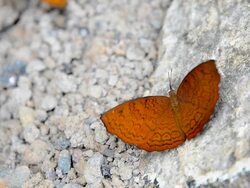 Commom Yeoman butterfly Stock Footage