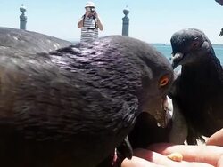 Pigeons Feeding in Lisbon Stock Footage