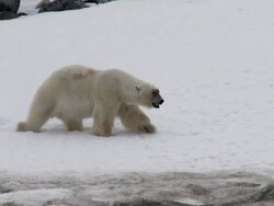 WS PAN View of Polar Bear walking on ice towards flesh / Svalbard, Spitsbergen, Norway Stock Footage