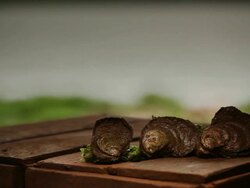 Oyster Stock Footage