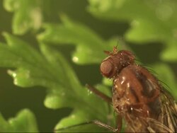 Extreme Close Up static - An insect moves its legs on a plant. / Honolulu, Hawaii, USA Stock Footage