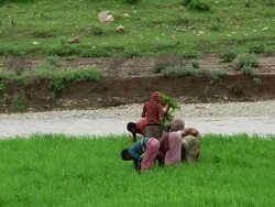 Group of women weeding the crops by the river Stock Footage