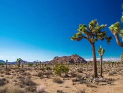 Joshua Tree National Park Stock Footage