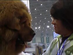 Tibetan Mastiffs seen as an investment and status symbol Instructional Video
