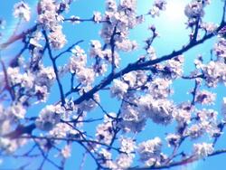 Blooming tree and bees -HD Stock Footage