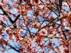 Red Admiral butterfly on Cherry tree HD Stock Footage