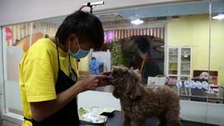 Pampered pooches and abandoned dogs - two sides of China's pet industry News Clip