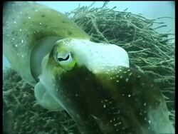 CU male Broadclub Cuttlefish changing colour dramatically, Mabul, Borneo, Malaysia Stock Footage