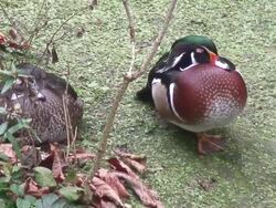 Wood duck Stock Footage