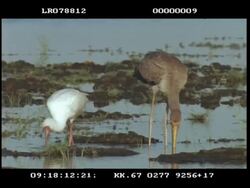 MS Yellow billed stork, juvenile and spoon billed stork, wading and feeding Stock Footage