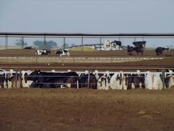 Dairy cows confined in large high density feed lot Stock Footage