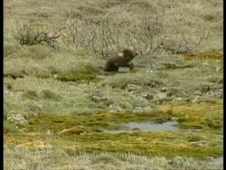 MS Grizzly Bear, Ursus arctos horribilis, cub playing in water with mother in background, Arctic Circle Stock Footage