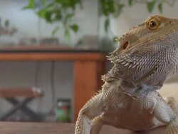 bearded dragon Stock Footage