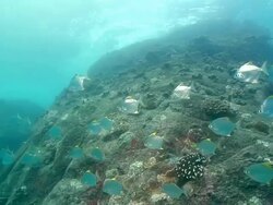 MS Shot of Silver moony school swimming along pinnacle covered with coral and swaying seaweed / Mahe, Seychelles Stock Footage